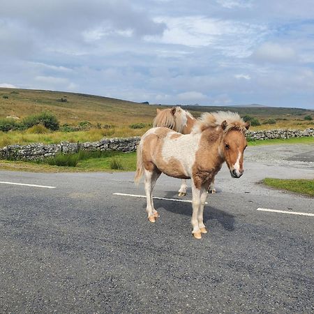 Dartmoor Reach Alpaca Farm Heated Cabins 5 Mins Drive To Dartmoor Bovey Tracey Exteriör bild