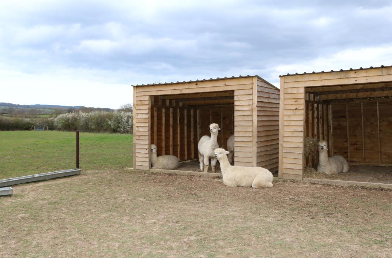 Dartmoor Reach Alpaca Farm Heated Cabins 5 Mins Drive To Dartmoor Bovey Tracey Exteriör bild