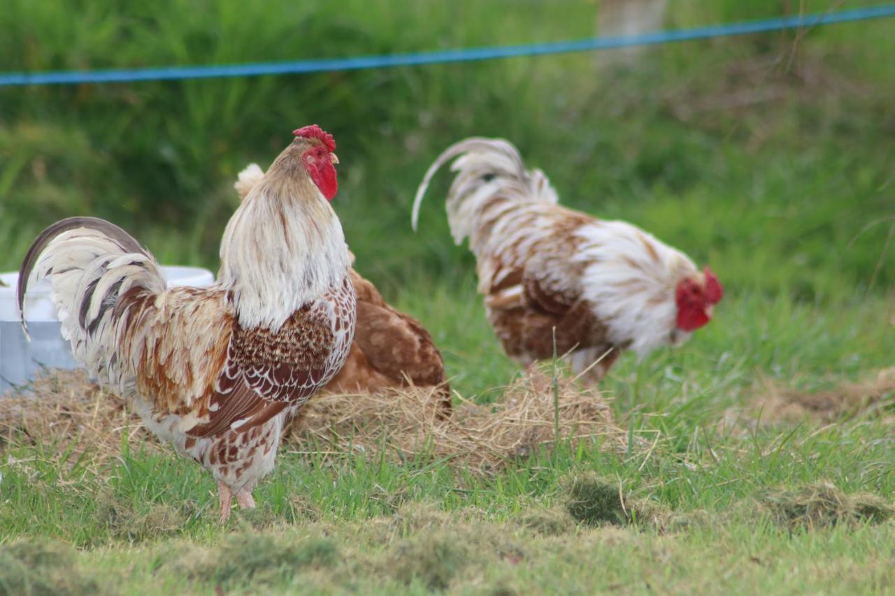 Dartmoor Reach Alpaca Farm Heated Cabins 5 Mins Drive To Dartmoor Bovey Tracey Exteriör bild