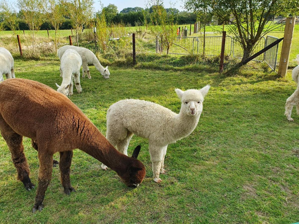 Dartmoor Reach Alpaca Farm Heated Cabins 5 Mins Drive To Dartmoor Bovey Tracey Exteriör bild