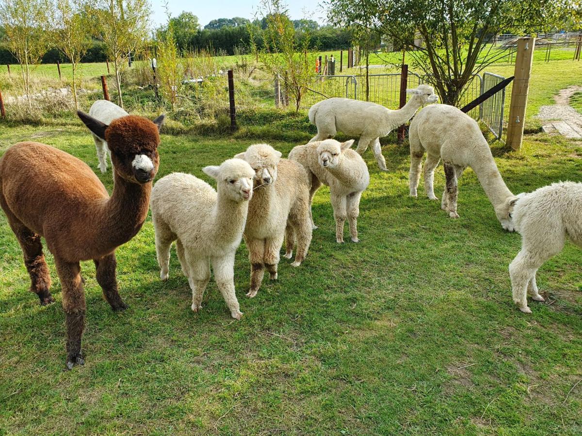 Dartmoor Reach Alpaca Farm Heated Cabins 5 Mins Drive To Dartmoor Bovey Tracey Exteriör bild