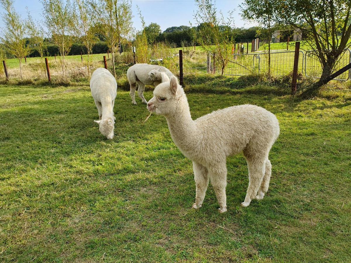 Dartmoor Reach Alpaca Farm Heated Cabins 5 Mins Drive To Dartmoor Bovey Tracey Exteriör bild