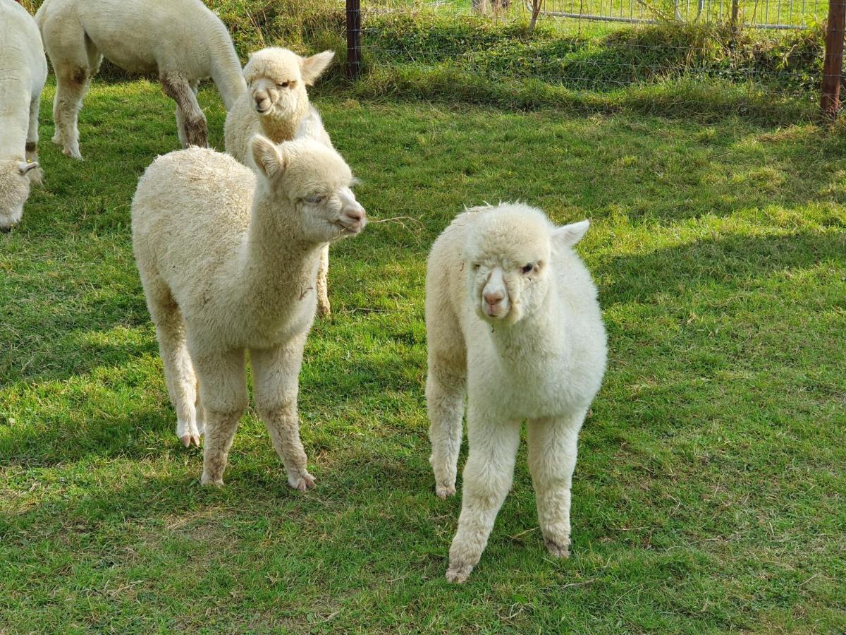 Dartmoor Reach Alpaca Farm Heated Cabins 5 Mins Drive To Dartmoor Bovey Tracey Exteriör bild