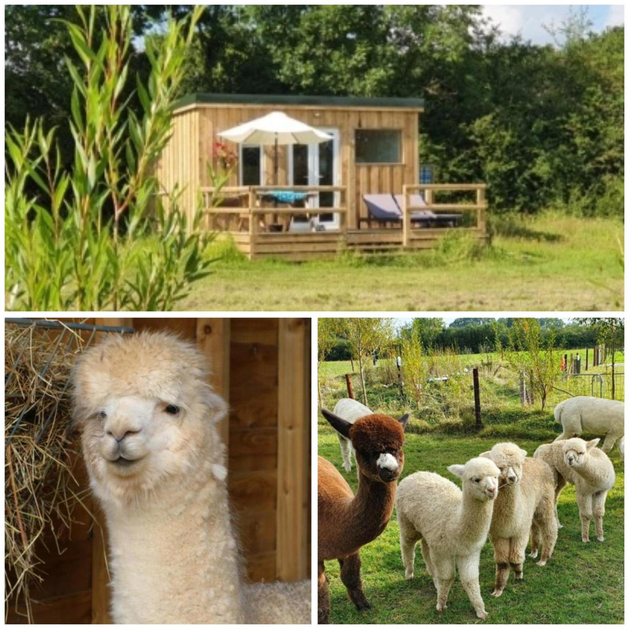 Dartmoor Reach Alpaca Farm Heated Cabins 5 Mins Drive To Dartmoor Bovey Tracey Exteriör bild