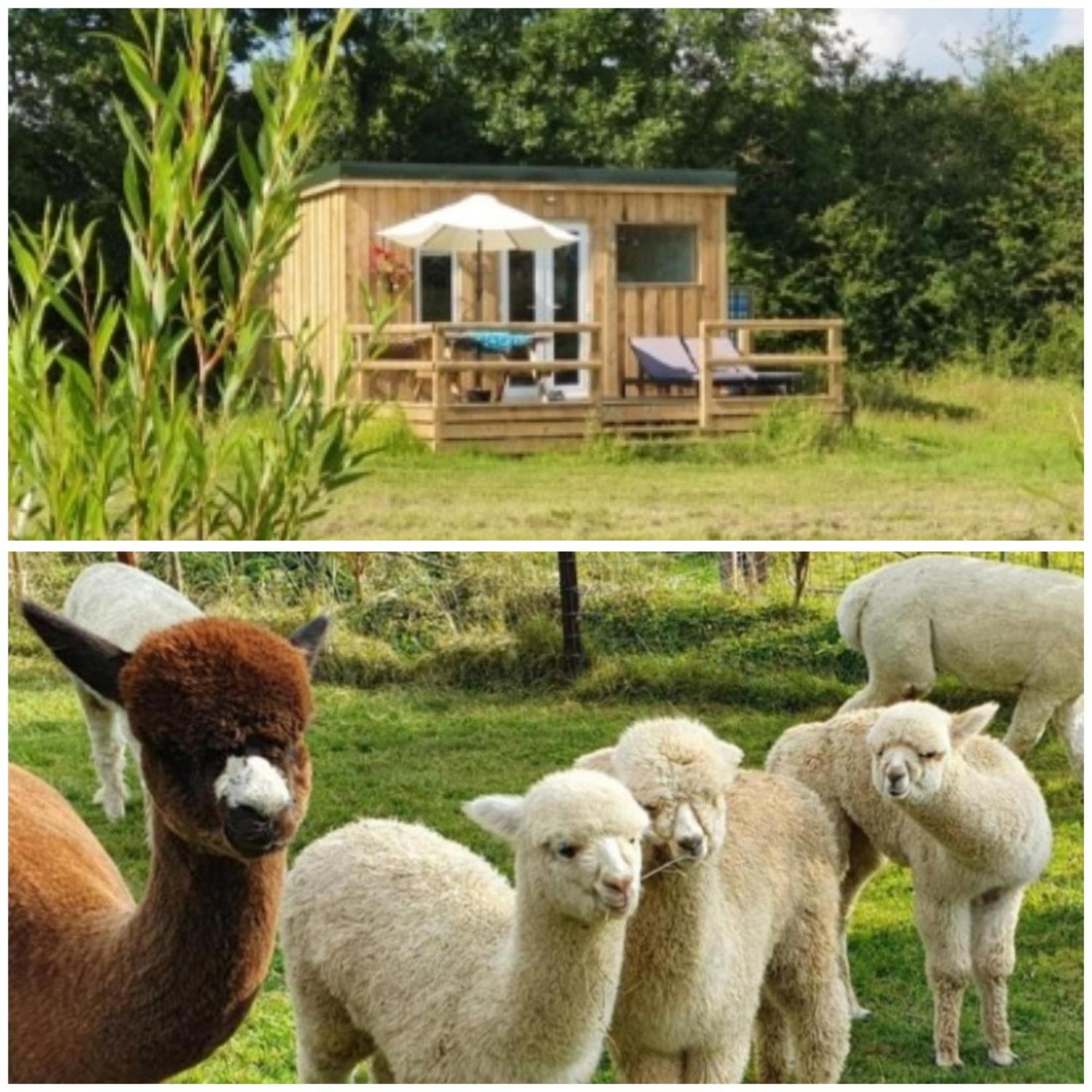 Dartmoor Reach Alpaca Farm Heated Cabins 5 Mins Drive To Dartmoor Bovey Tracey Exteriör bild
