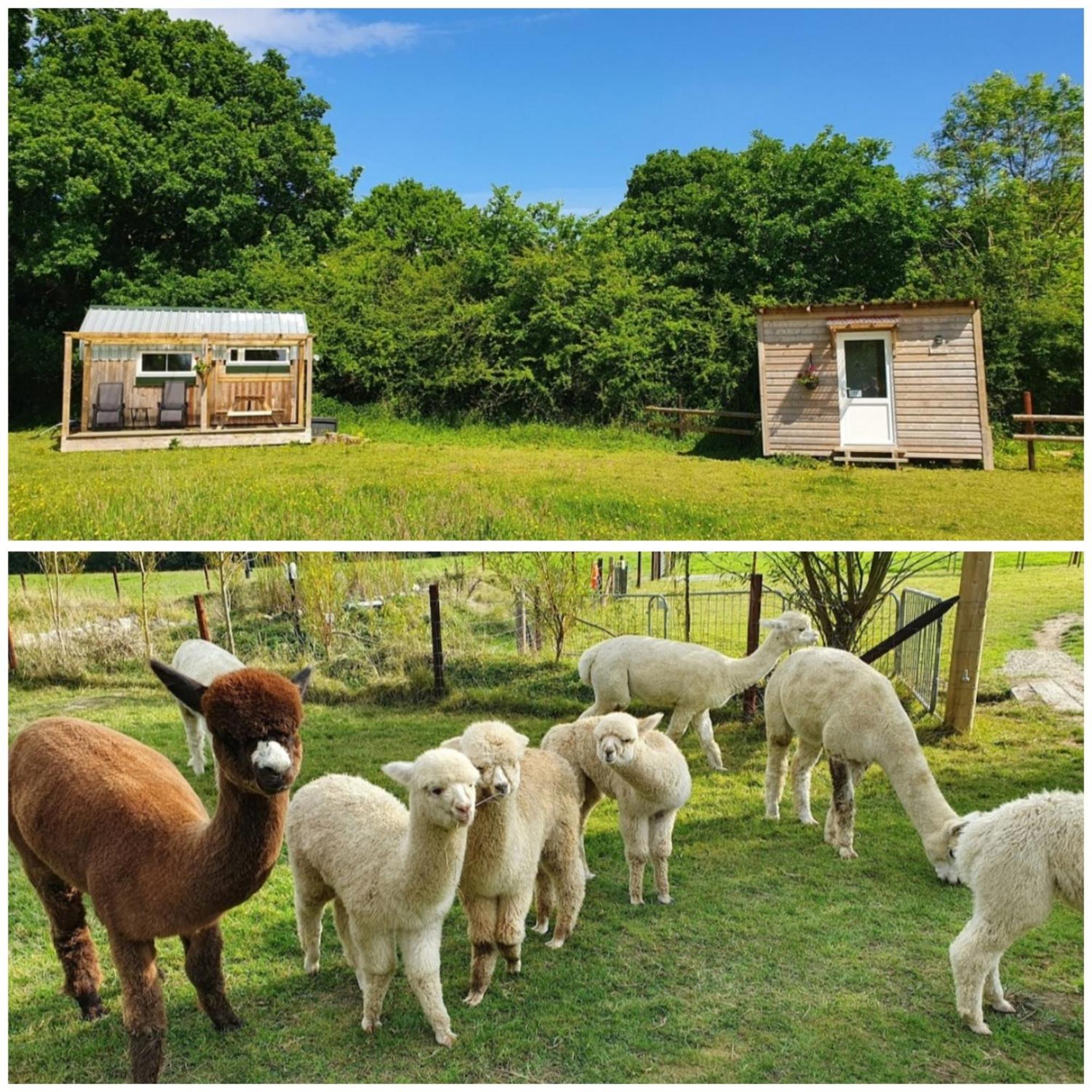 Dartmoor Reach Alpaca Farm Heated Cabins 5 Mins Drive To Dartmoor Bovey Tracey Rum bild