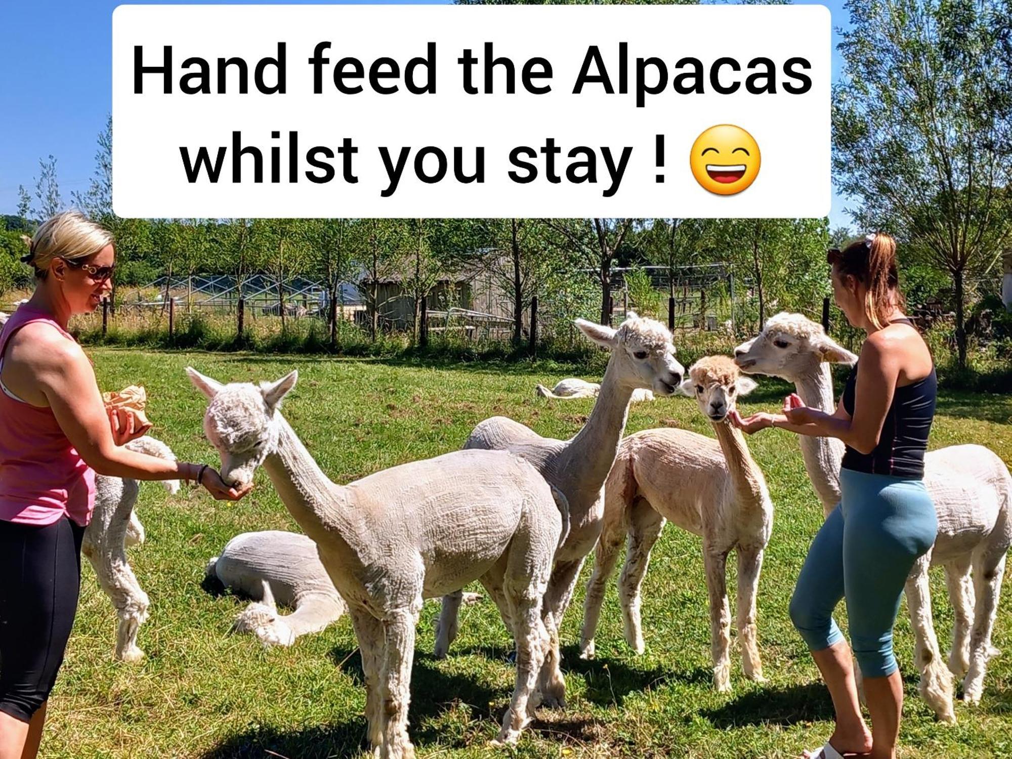 Dartmoor Reach Alpaca Farm Heated Cabins 5 Mins Drive To Dartmoor Bovey Tracey Exteriör bild