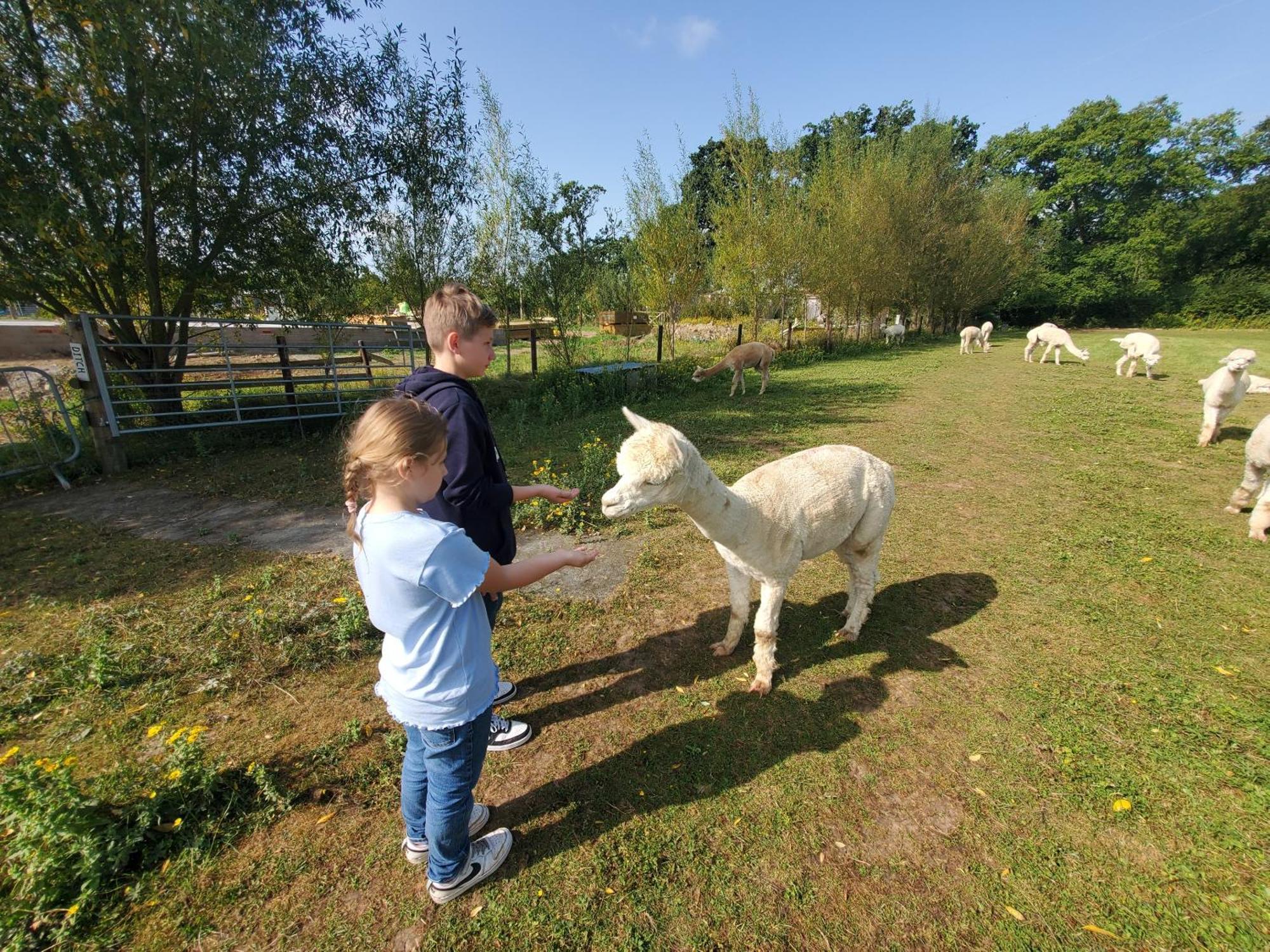 Dartmoor Reach Alpaca Farm Heated Cabins 5 Mins Drive To Dartmoor Bovey Tracey Exteriör bild