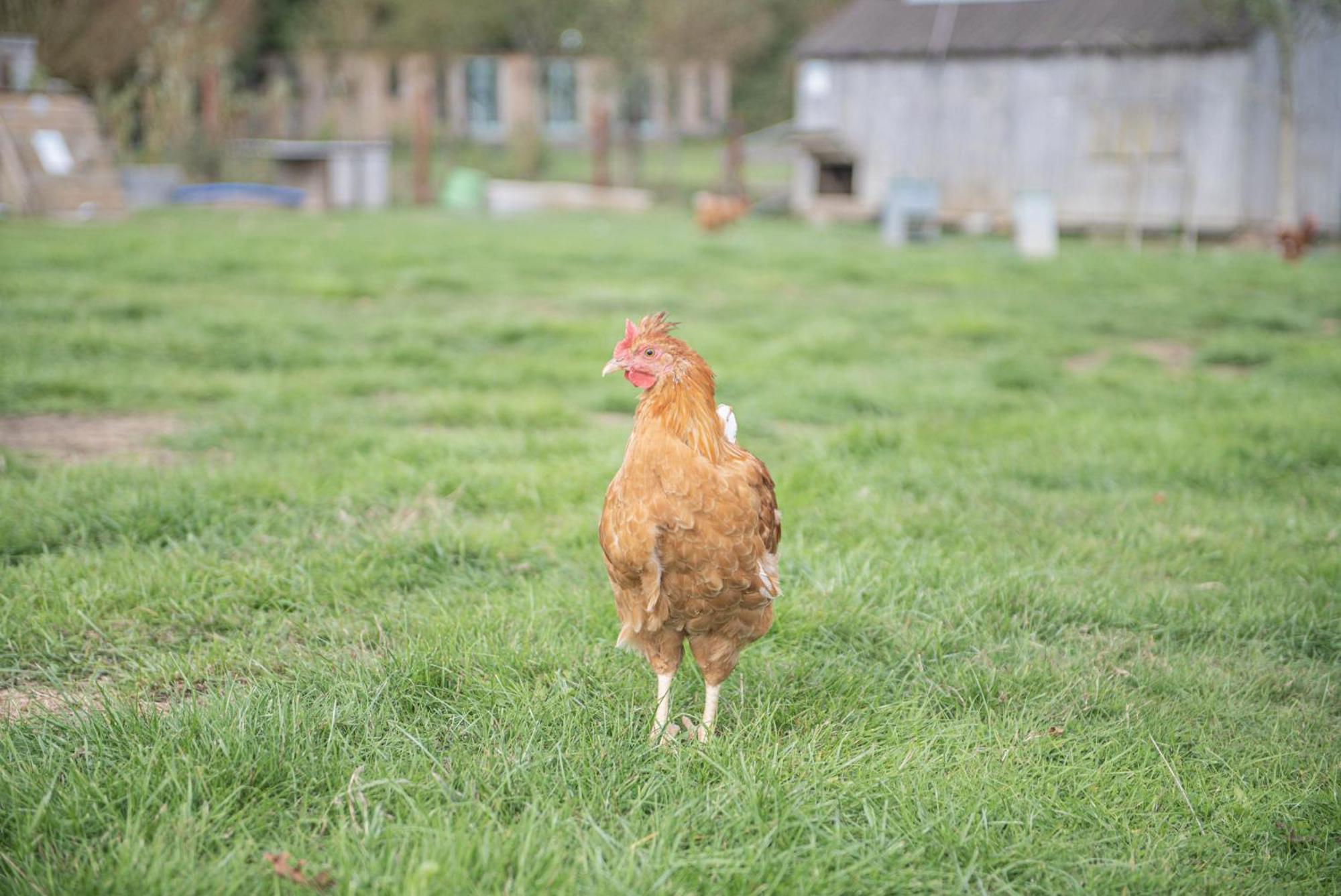 Dartmoor Reach Alpaca Farm Heated Cabins 5 Mins Drive To Dartmoor Bovey Tracey Rum bild