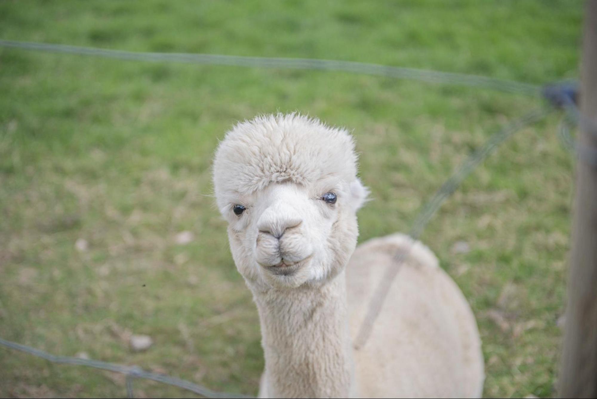 Dartmoor Reach Alpaca Farm Heated Cabins 5 Mins Drive To Dartmoor Bovey Tracey Exteriör bild