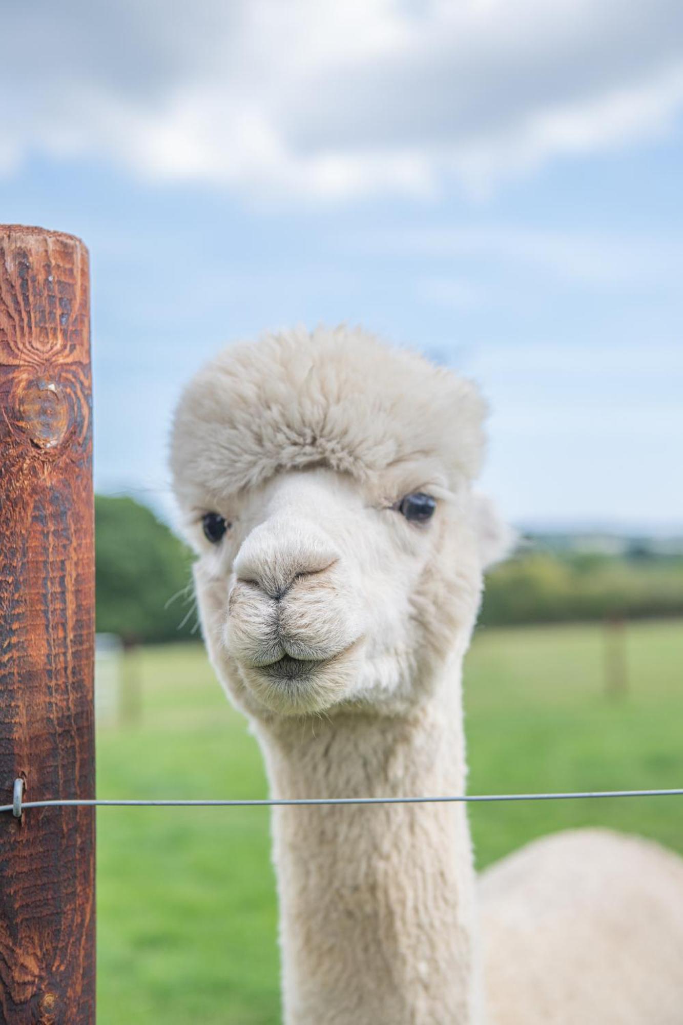 Dartmoor Reach Alpaca Farm Heated Cabins 5 Mins Drive To Dartmoor Bovey Tracey Rum bild